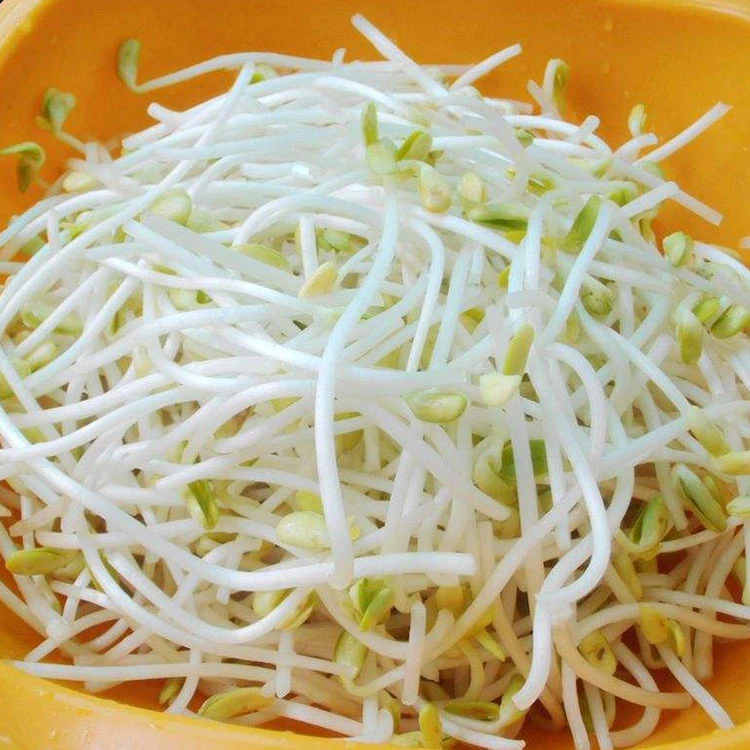 लंबी मूंग अंकुरित