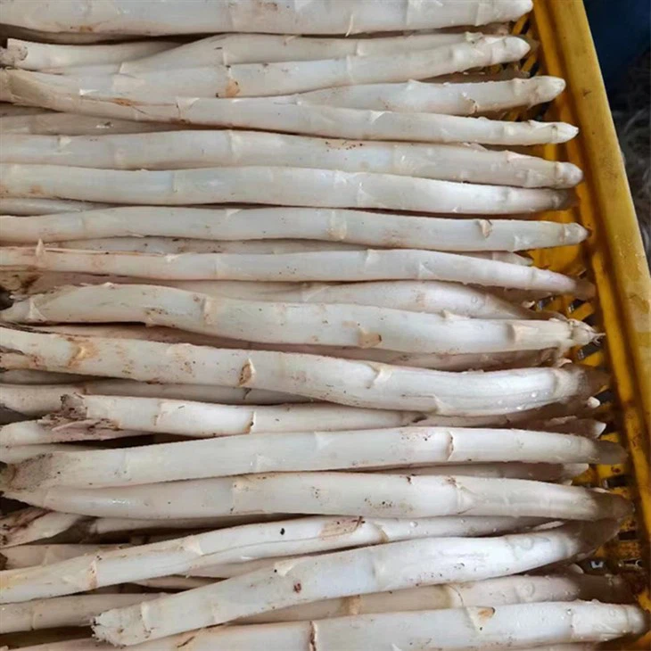 जमे हुए सफेद शतावरी